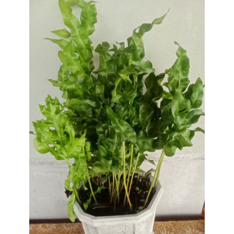 JAPANESE CURLY FERNS (2stems/cuttings) | Shopee Philippines