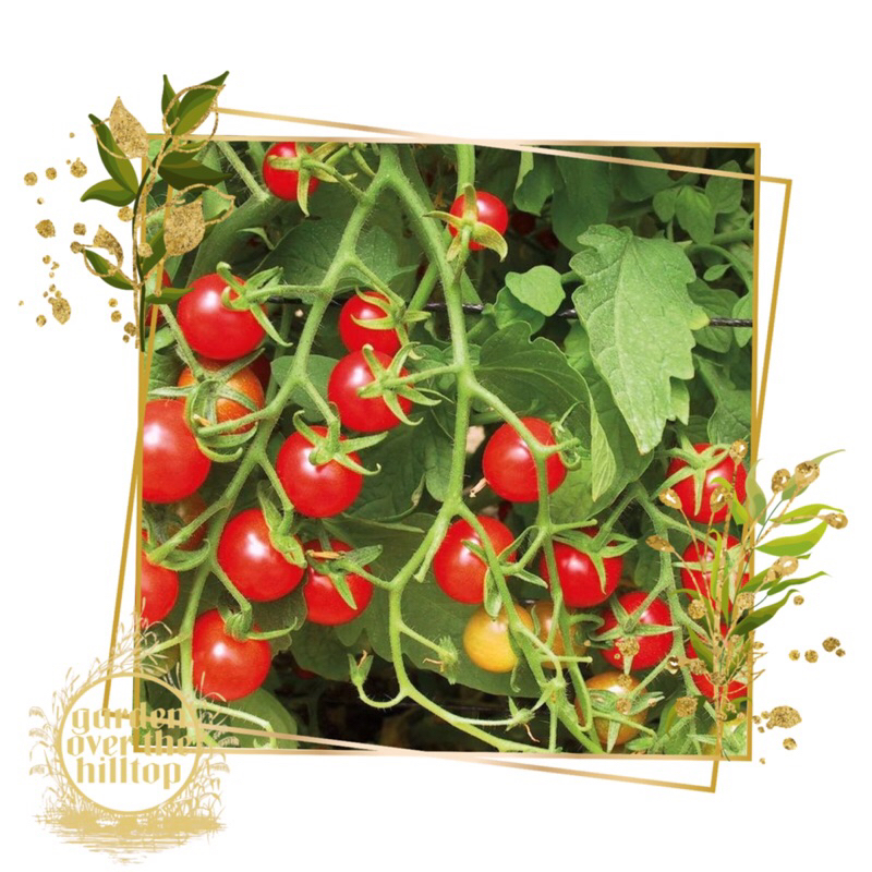 small tiny sweet and cute cherry tomatoes kamatis seeds | Shopee ...