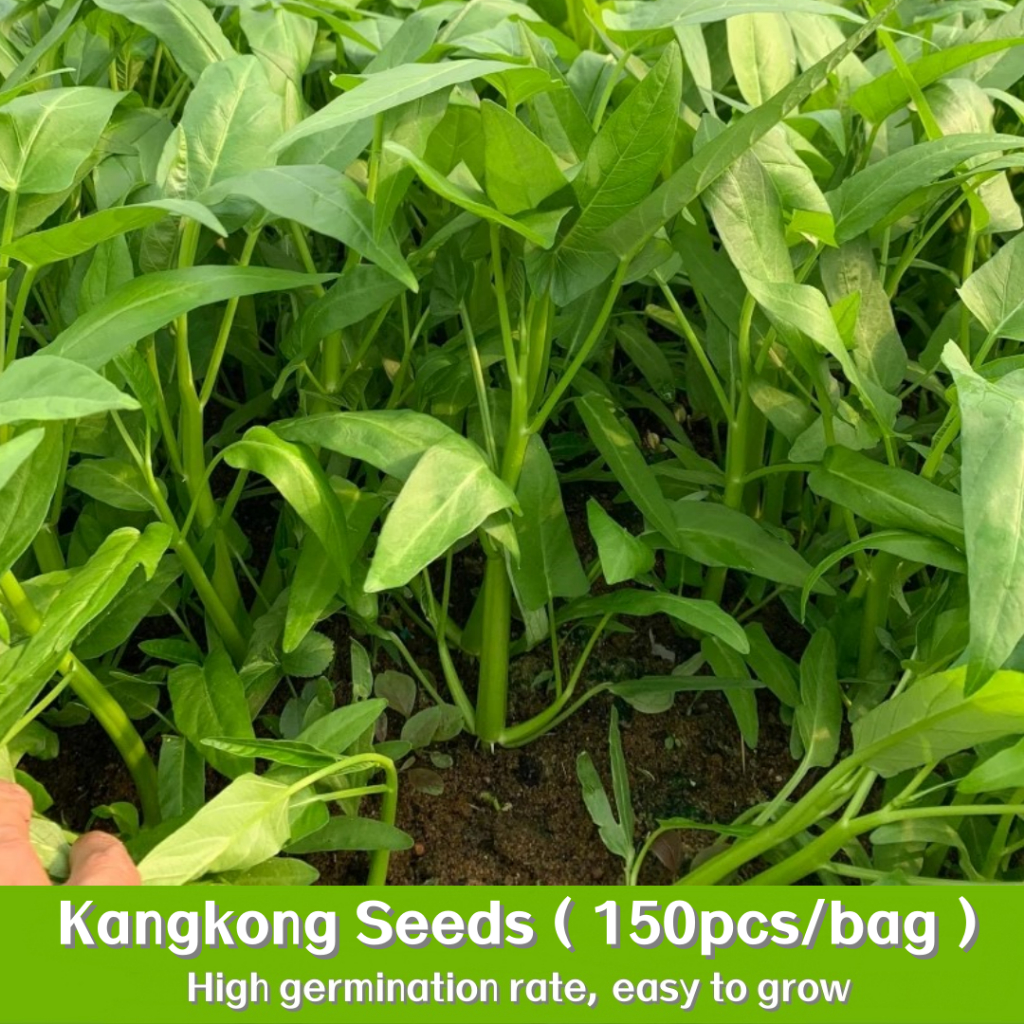100seeds/pack Kangkong Seeds High Yield Big Leaf Water Spinach Seeds ...
