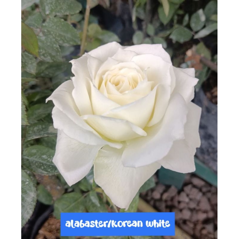 alabaster/korean white hybrid rose(potted) | Shopee Philippines