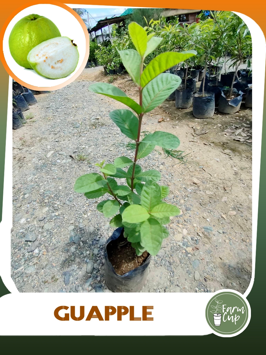 GUAPPLE (MARCOTED) Seedlings | Shopee Philippines