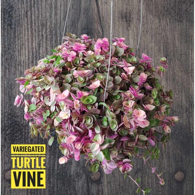 Variegated Pink Turtle Vine | Shopee Philippines