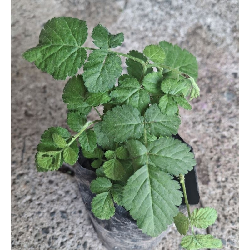 raspberries fruit tree | Shopee Philippines