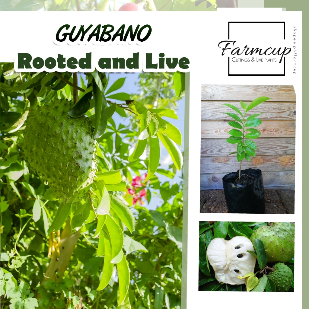 GUYABANO SEEDLINGS.. | Shopee Philippines