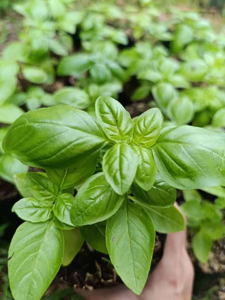 SWEET BASIL BASIL seedlings | Shopee Philippines