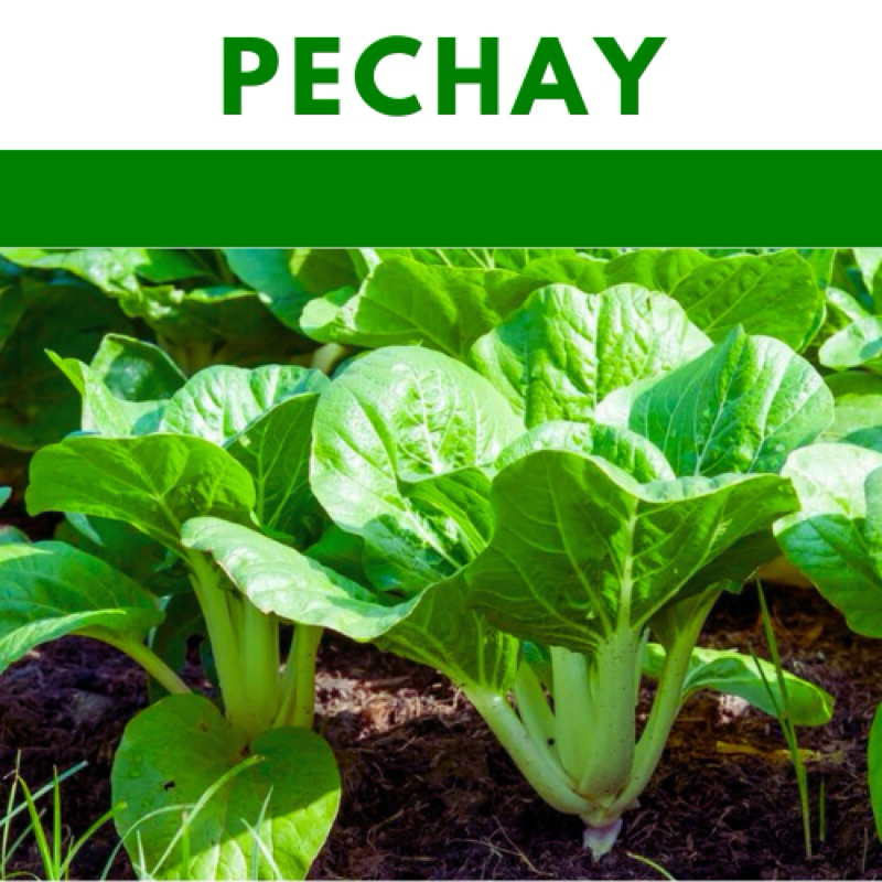 Shop seeds for Sale on Shopee Philippines