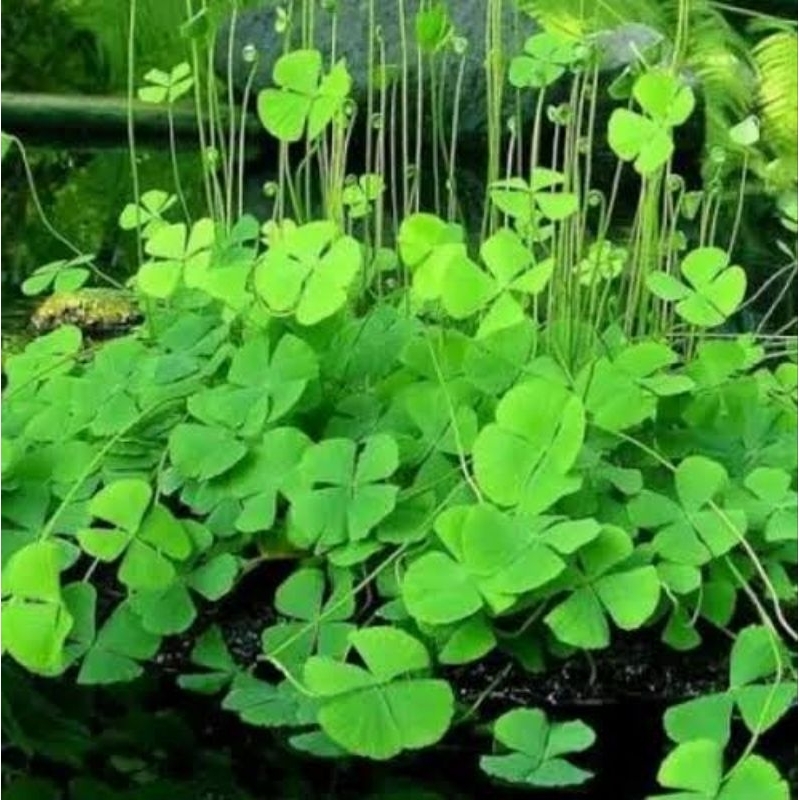 Marsilea Hirsuta 15stems Carpet Plant For Aquarium Floor Ground 