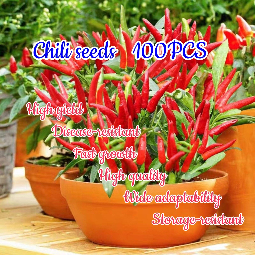 100seeds Siling Labuyo Hybrid-Hot Pepper Taiwan Chili / Siling Taiwan ...