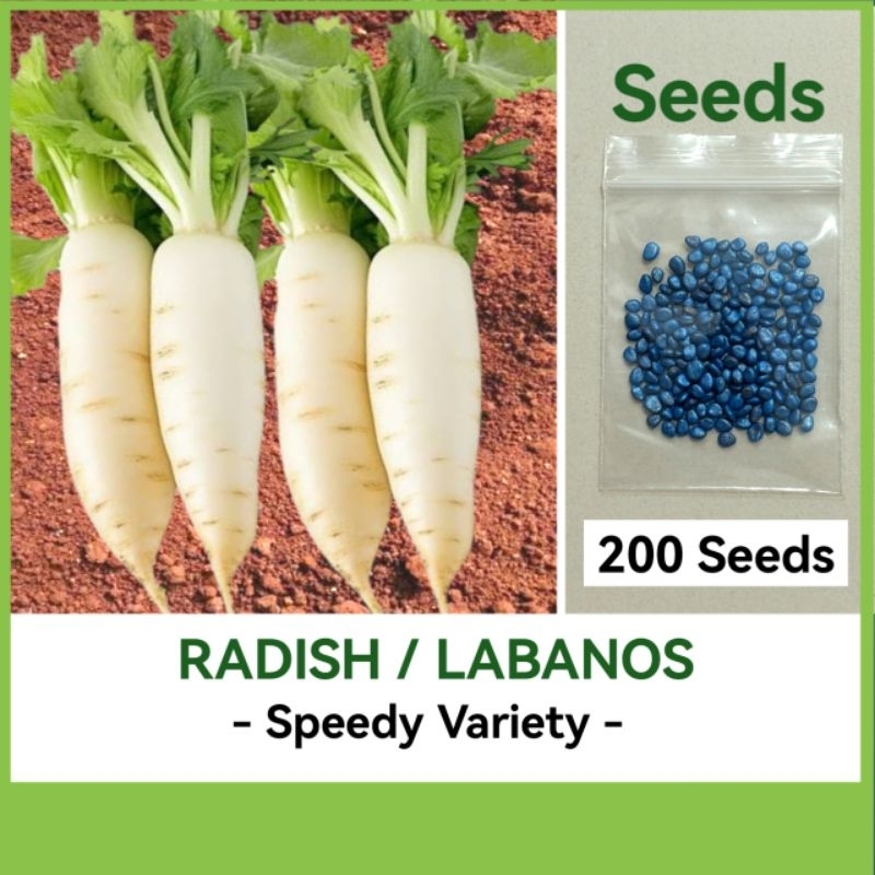 RADISH / LABANOS SEEDS - SPEEDY Variety - High Quality Vegetable Seeds ...