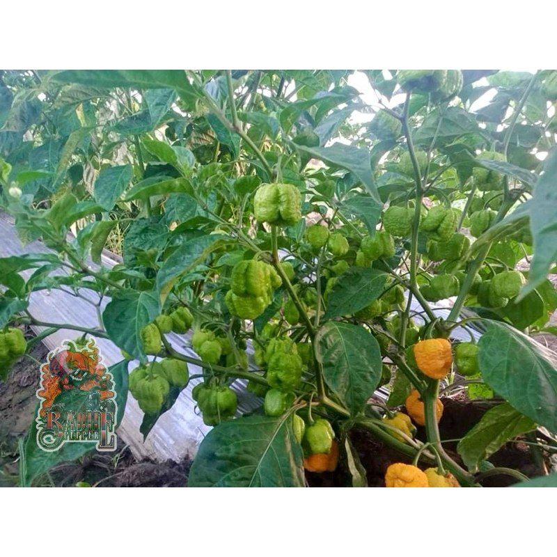 Yellow Carolina Reaper Pepper Seeds (20 pcs) | Shopee Philippines