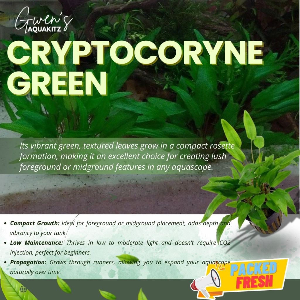 CRYPTOCORYNE SELECTION by Gwen's Aquakitz - Crypto Green, Brown