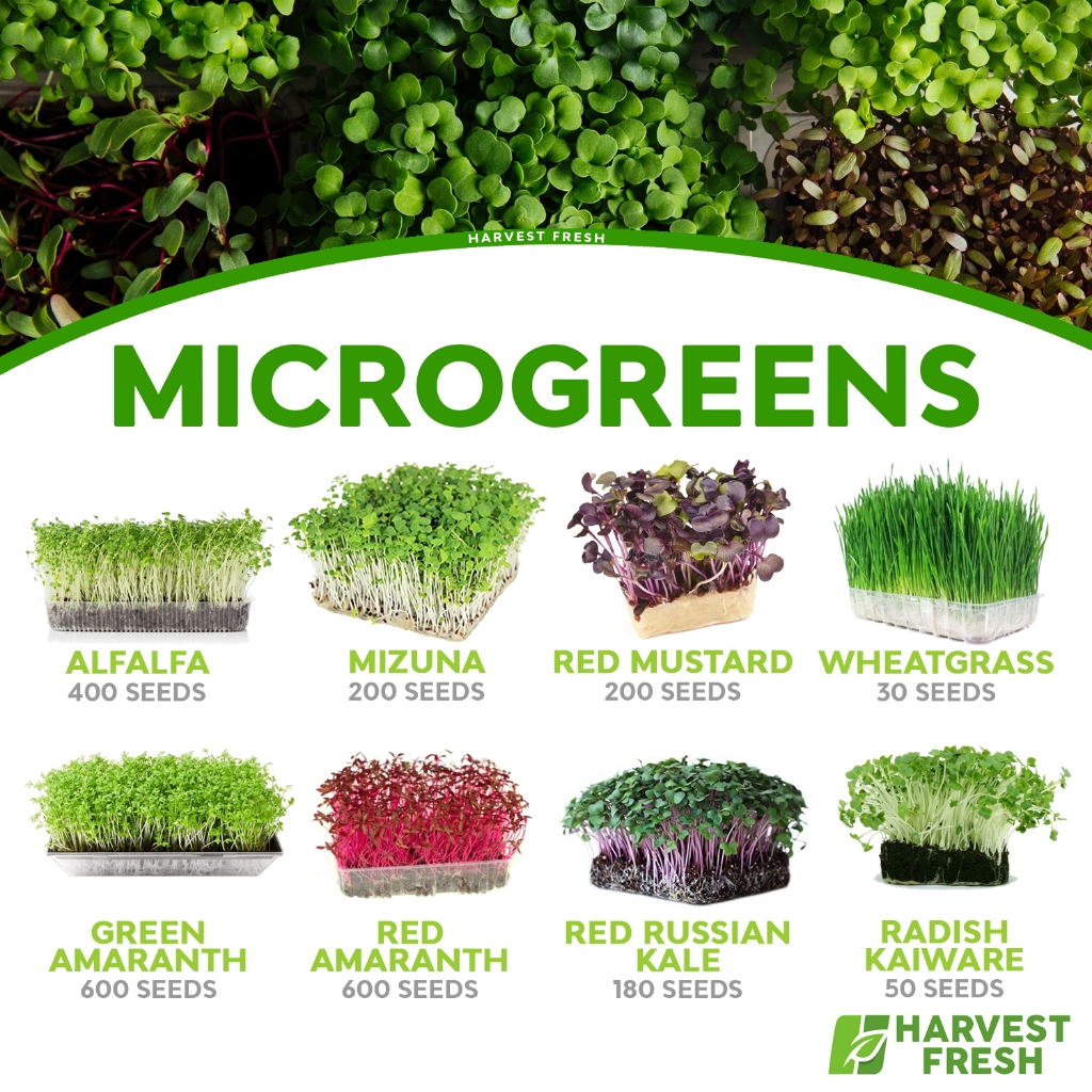 Microgreens Herbs & Vegetable Seeds Alfalfa Broccoli Radish Mizuna Red ...