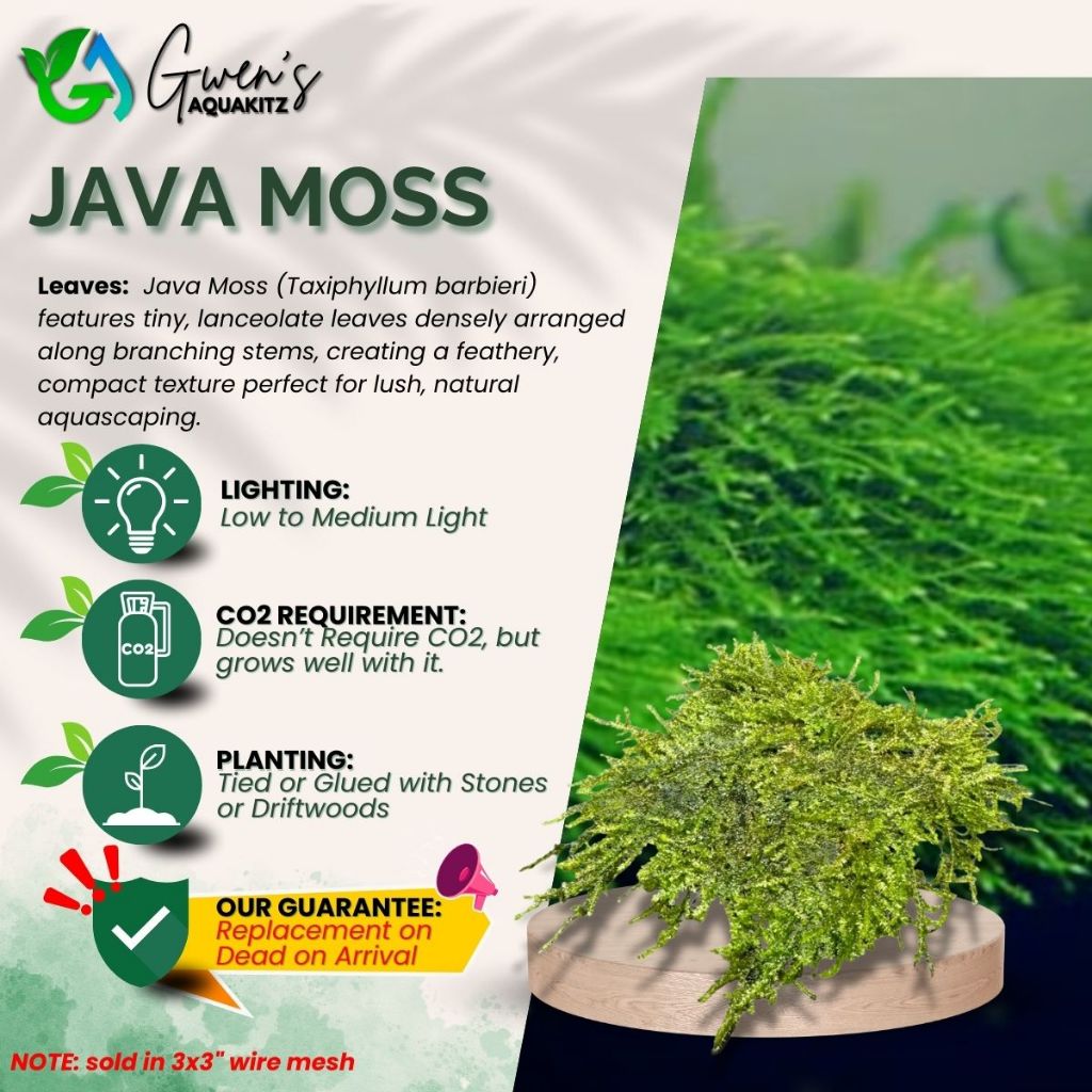 JAVA MOSS (sold in grams) by Gwens's Aquakitz - Low Tech Aquatic Plants ...
