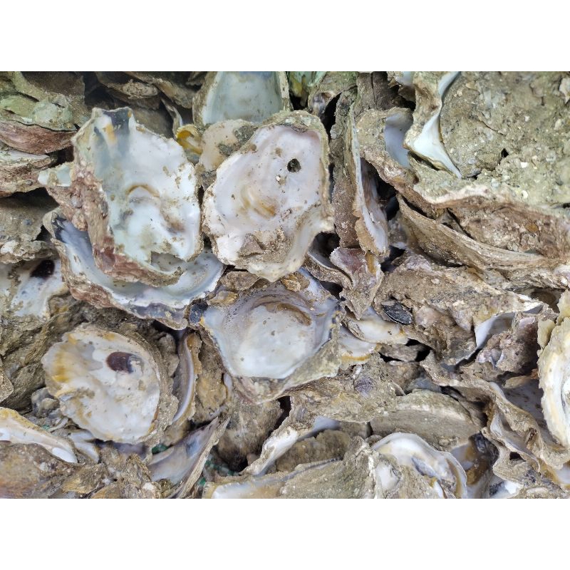 Shop talaba for Sale on Shopee Philippines