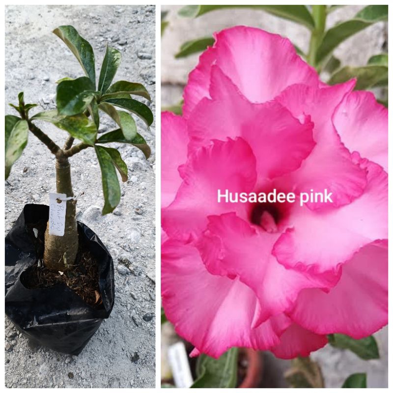 Grafted Adenium pots | Shopee Philippines