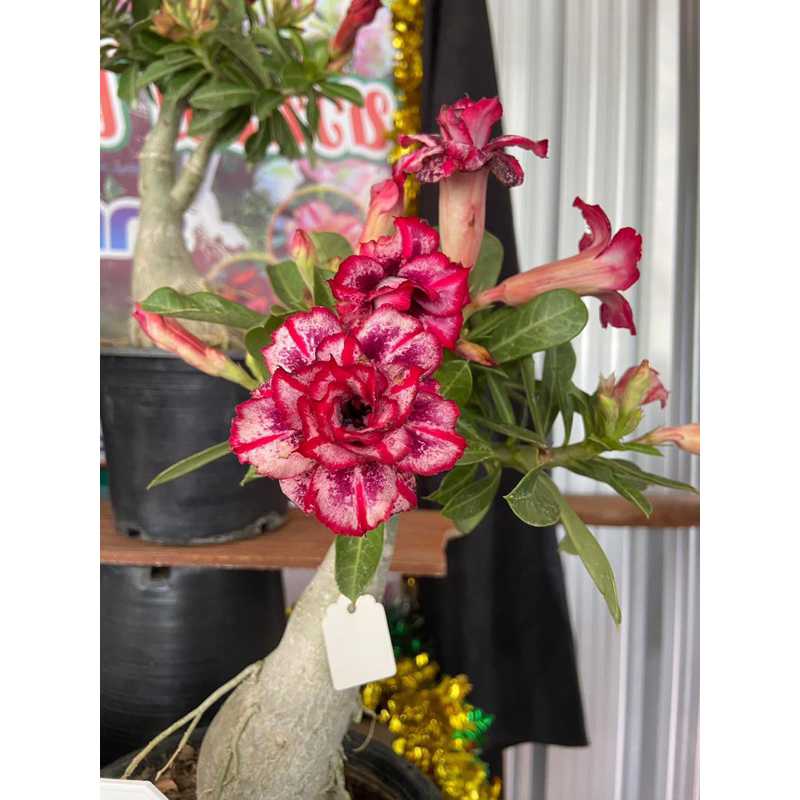 KKE Flower Garden 3PCS MIXED COLORS/VARIETIES ADENIUM TRIPLE PETALS ...