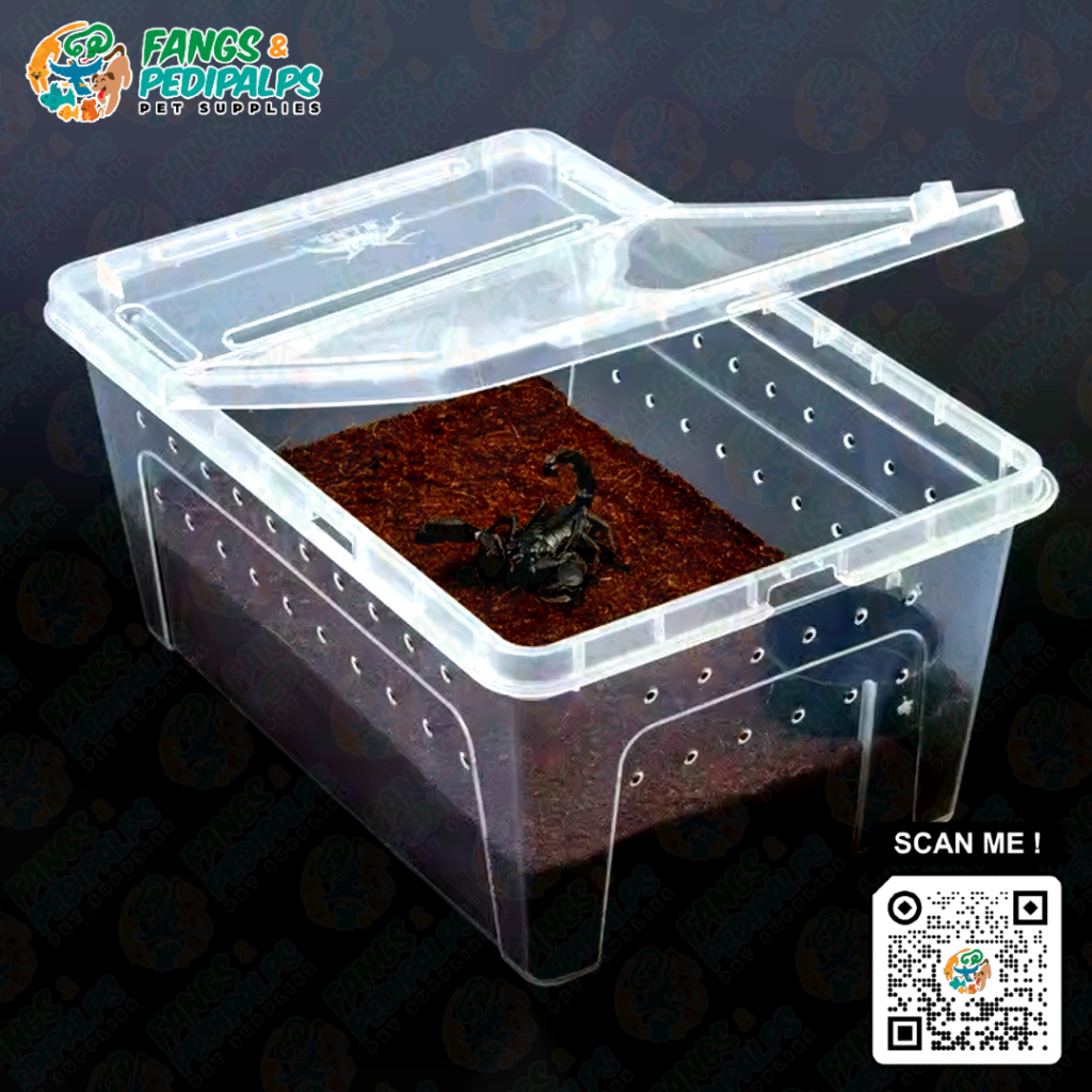 [Sold by 5] Terrestrial Breeding Box with Round Dish (Large ...