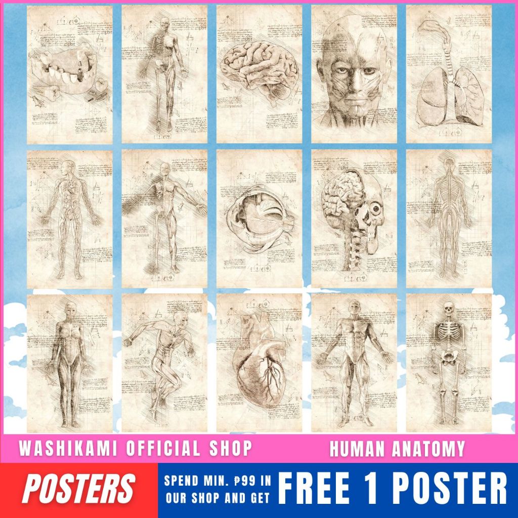 Human Anatomy - Da Vinci Inspired A4 Medical Posters / Sticker Poster ...