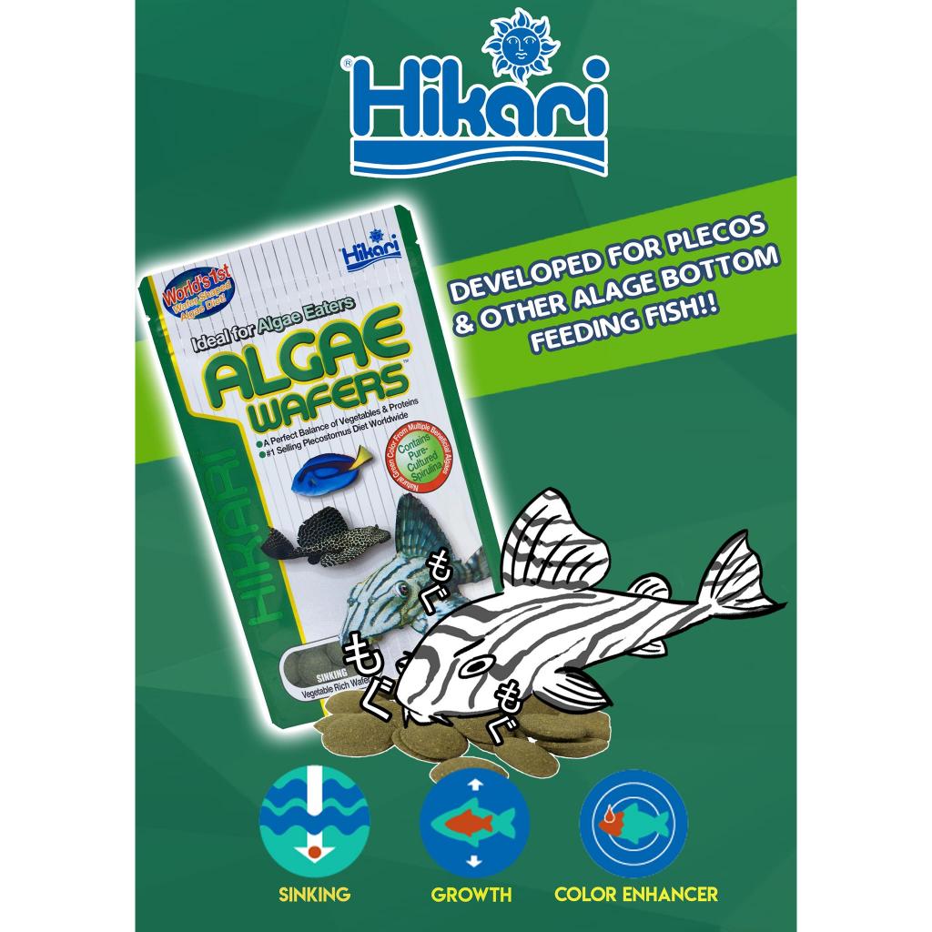 Für Grundfisch Hikari Algae Wafers