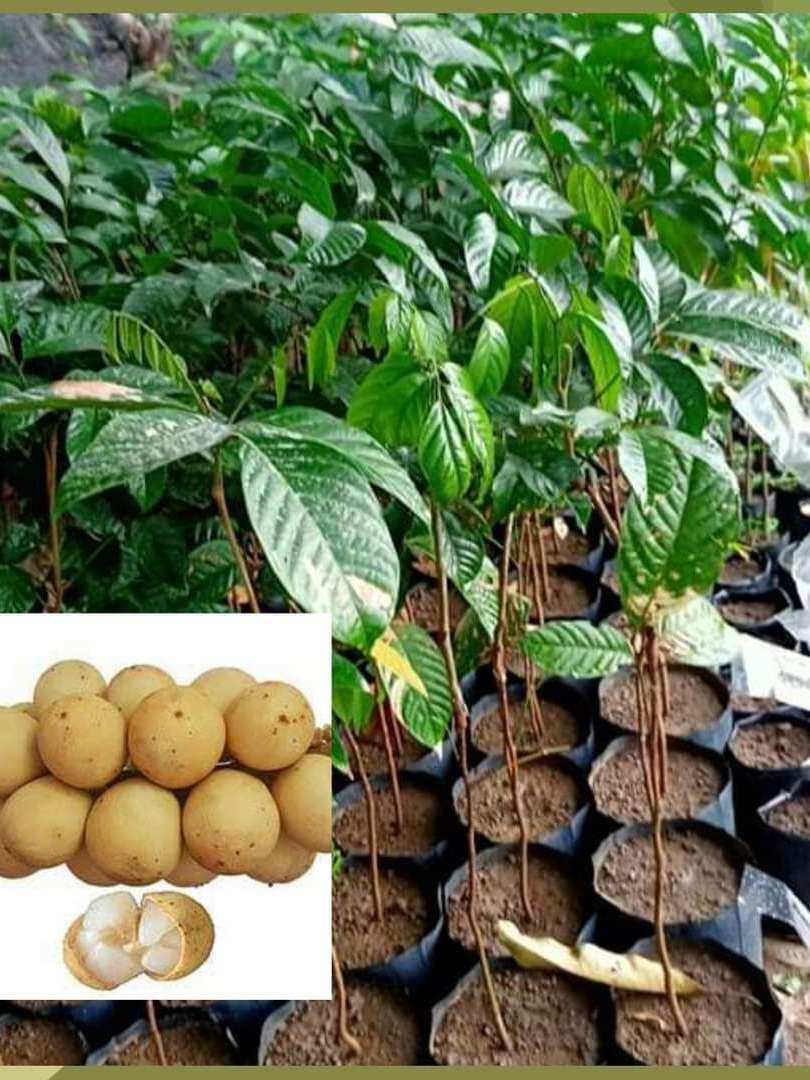 LANZONES GRAFTED Seedlings - Sizes: 20 to 30 inches tall. | Shopee ...