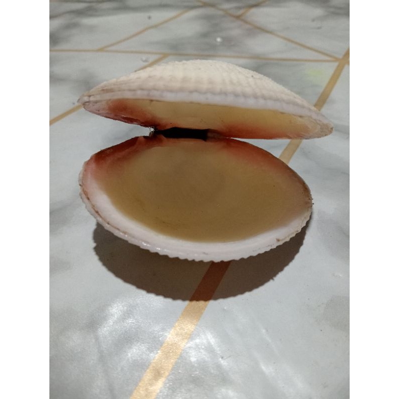 raw white shells per piece | Shopee Philippines