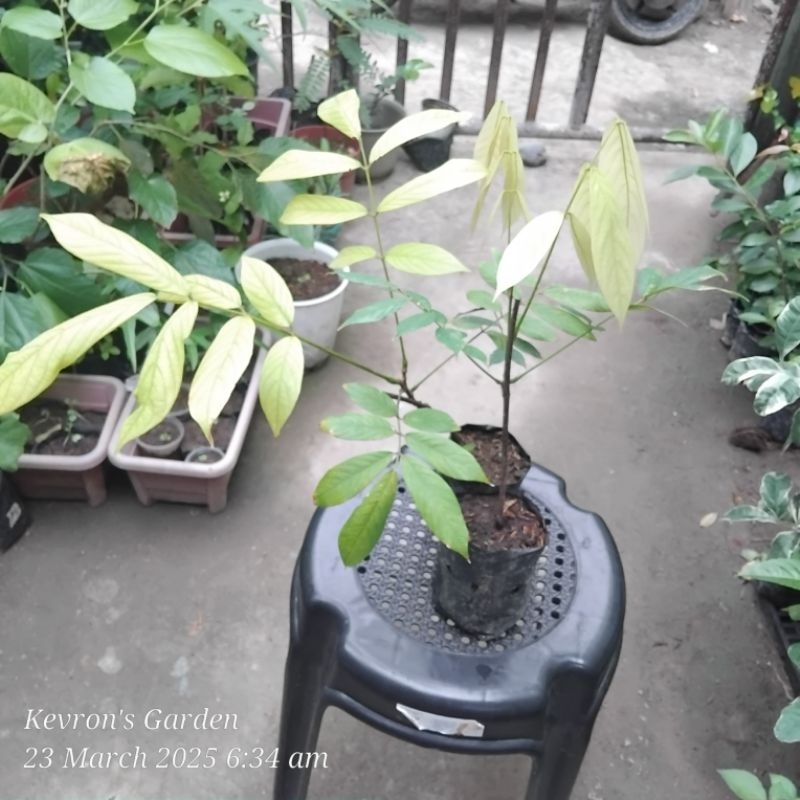 Susong Kalabaw plant (Live) | Shopee Philippines