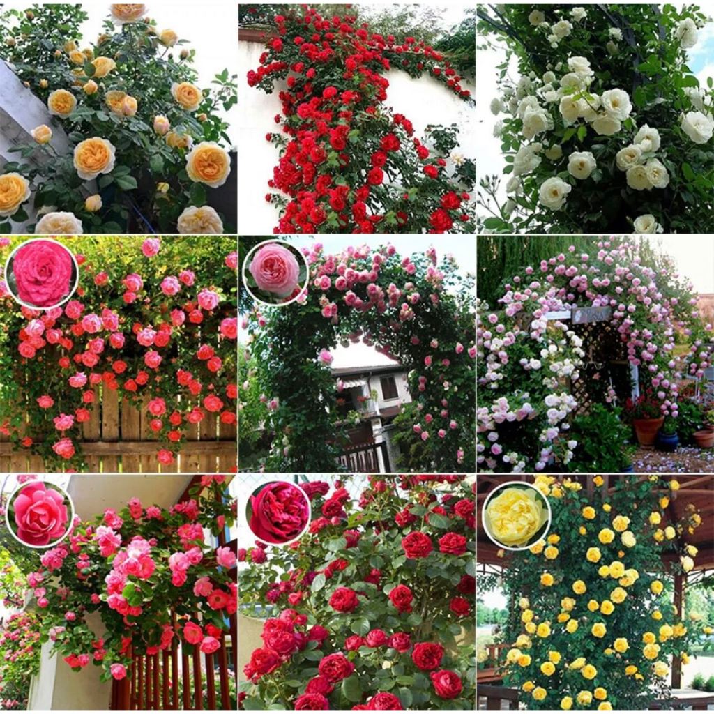 100PCS/PACK Mixed Colors Climbing Rose seeds-Beautiful Climbing Rose ...