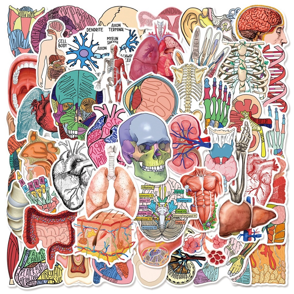 50pcs Anatomical Organ Graffiti Stickers Product Number :L50-727 ...