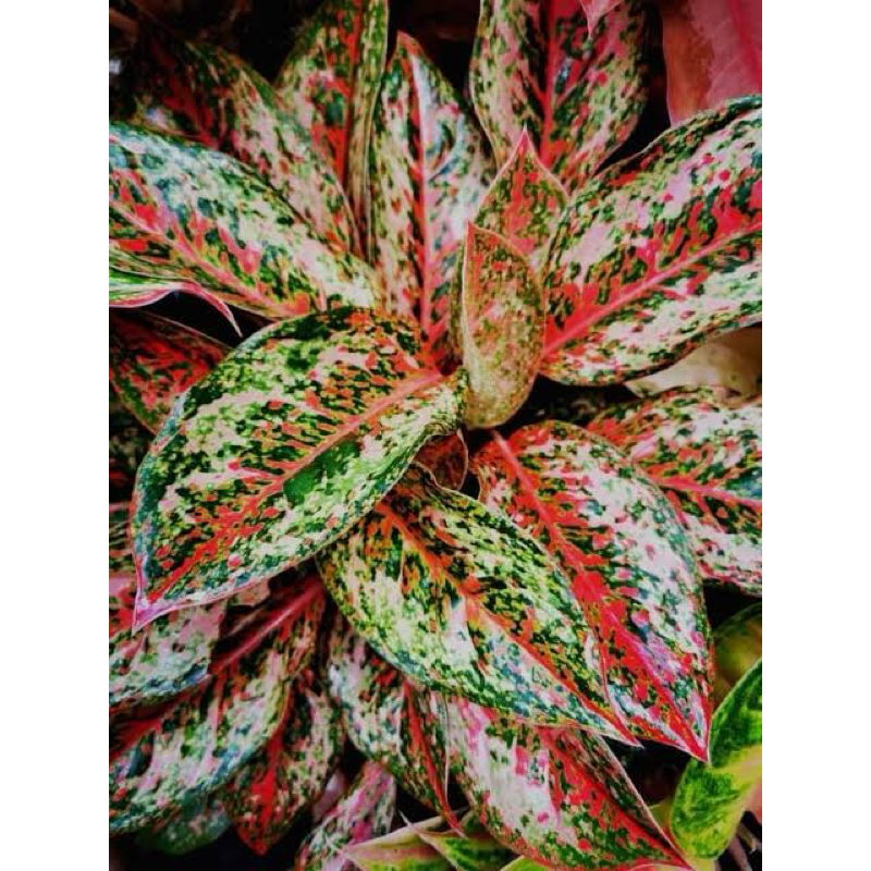 Aglaonema 9 Karat, Live Garden Decoration | Shopee Philippines