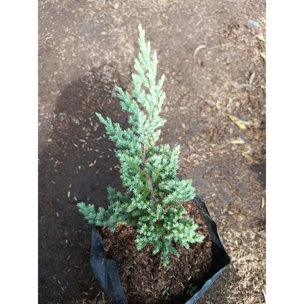 Creeping Japanese Junifer Live & Rooted Plants | Shopee Philippines