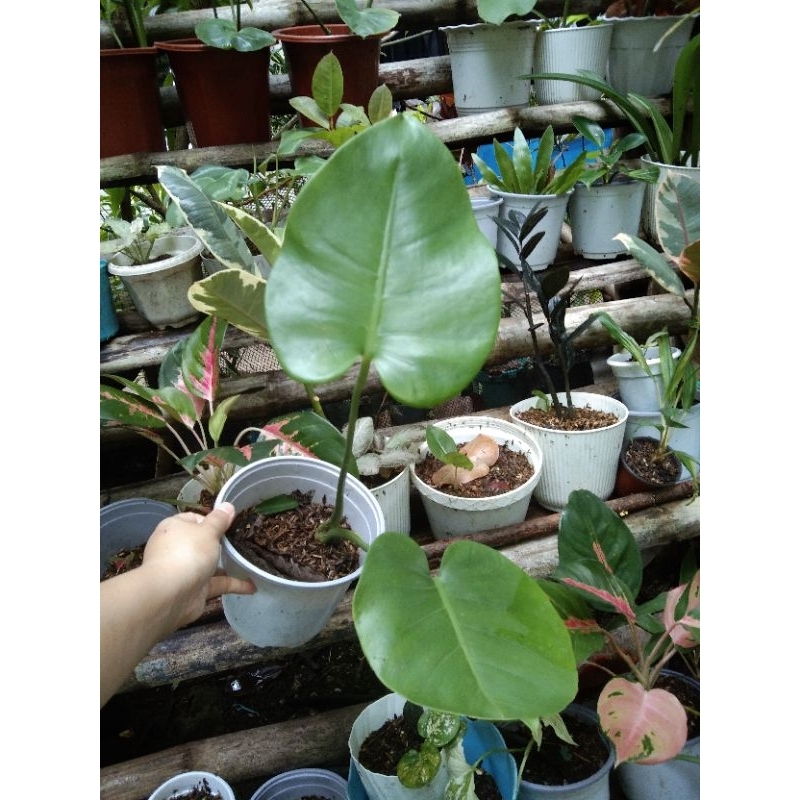 Monstera Deliciosa Juvenile Form Shopee Philippines