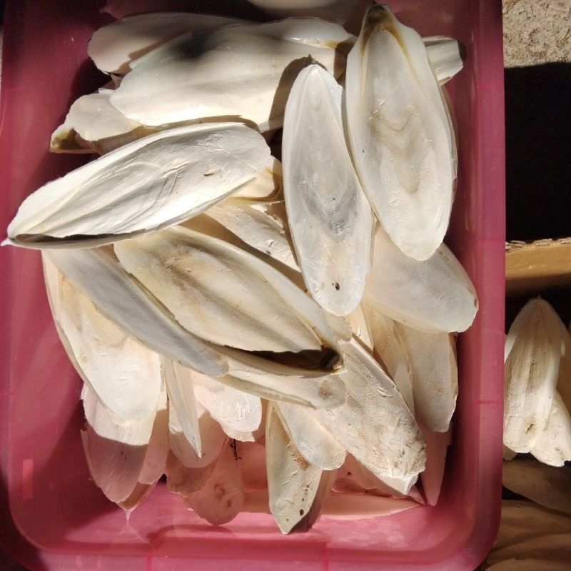 Cuttlebone for Birds (per pcs) | Shopee Philippines