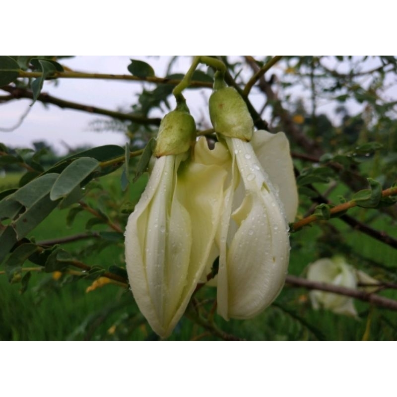 Katuray Seeds hummingbird tree seeds/ seeds for planting white | Shopee ...