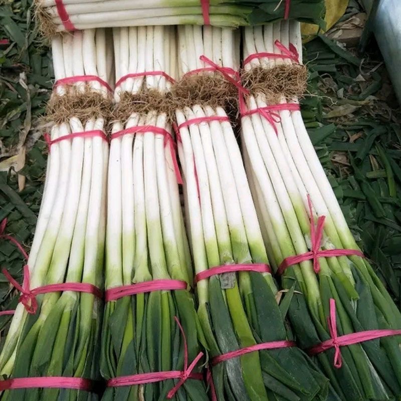 BIG Green Bunching Scallion Onion Vegetable Seeds ( 500 seeds ) - Giant ...