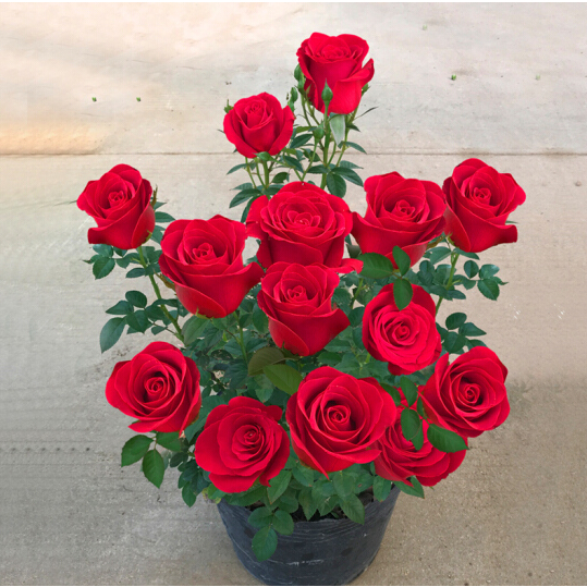 100Seeds Red Rose Seeds for PlantingGardening Bonsai Fragrant Red Rose ...