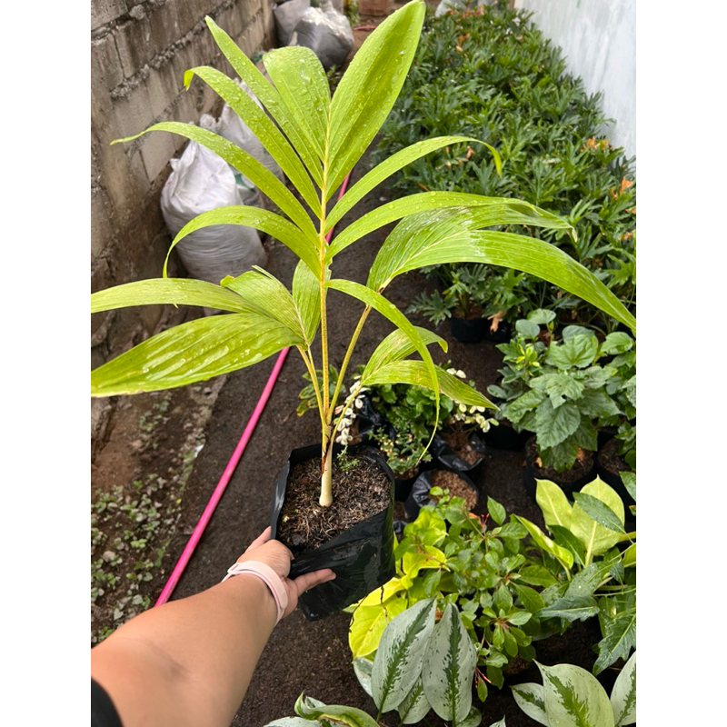 Golden Becha Palm Tree Live Plant | Shopee Philippines