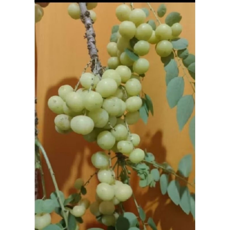 Shop karamay for Sale on Shopee Philippines