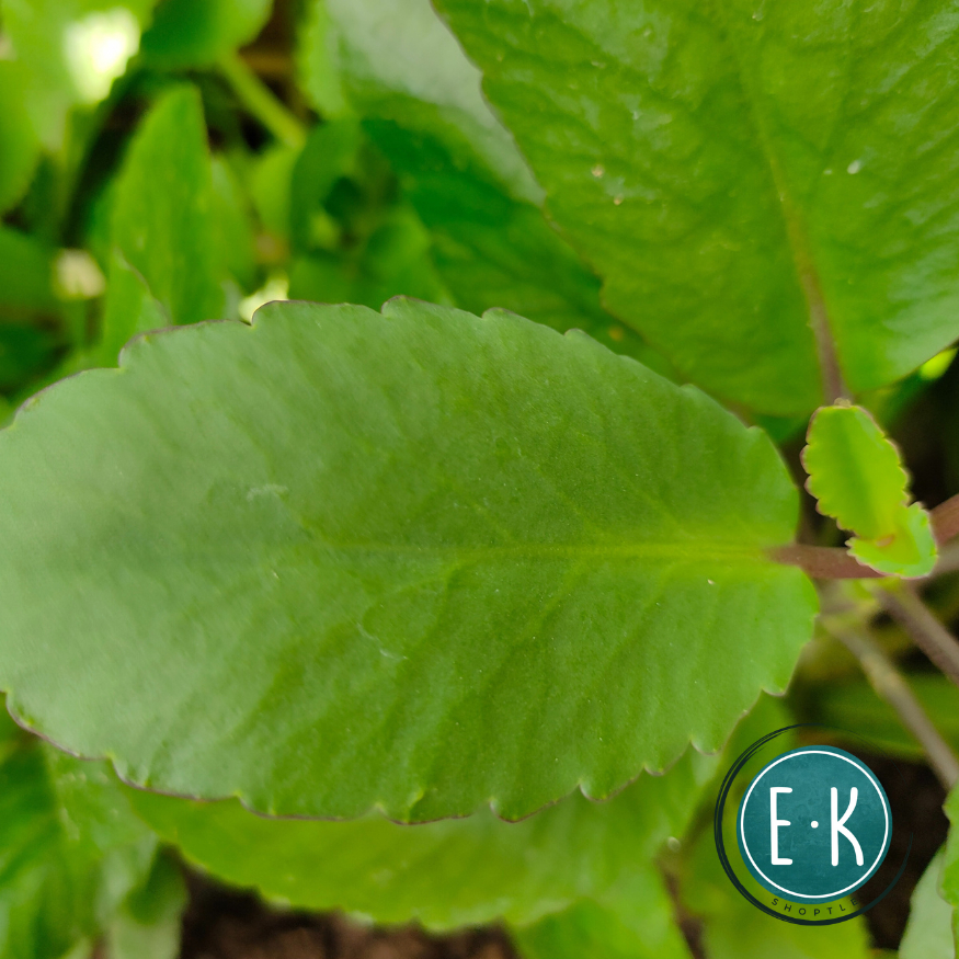 Katakataka Leaves | Dahon ng Katakataka | Kataka-taka | Kataka taka ...