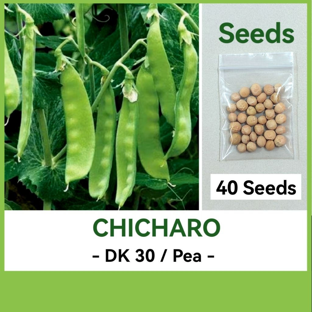 CHICHARO SEEDS - DK 30 Variety Seeds | Shopee Philippines