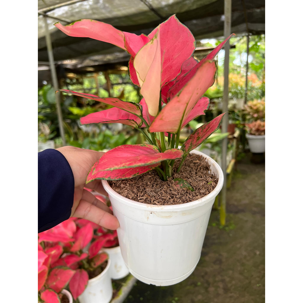 jade plant reddish leaves RARE RED AKAI Jade Succulent 7-8 Bare Rooted Bonsai Tree Crassula Ova   Jayme Garden