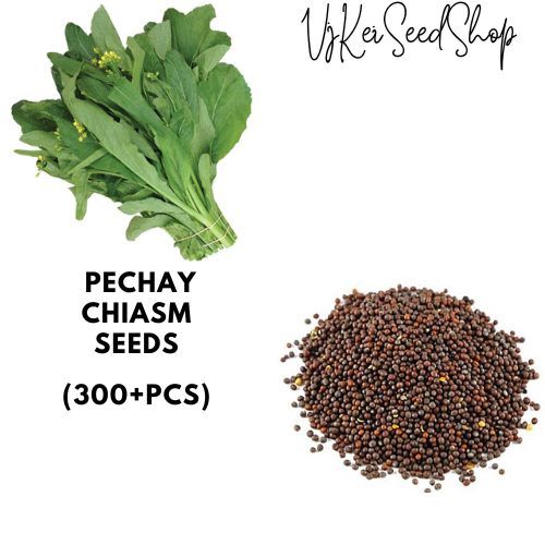 Pechay Flowering Chaism Seeds (800-1000pcs) | Shopee Philippines
