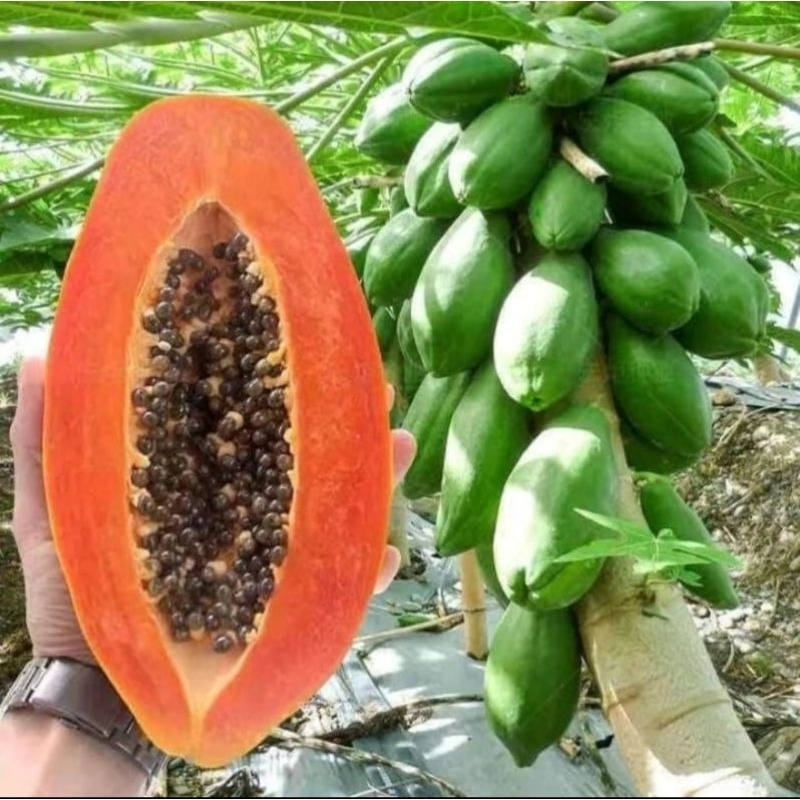 Red Papaya New Harvest for Planting -10 seeds | Shopee Philippines