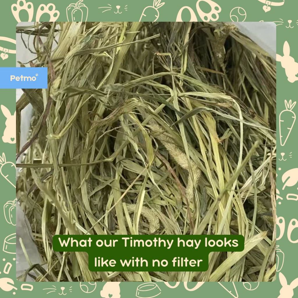 Premium Timothy Hay 1st & 2nd Cut Rabbit Guinea Pig Tortoise Small Pets ...