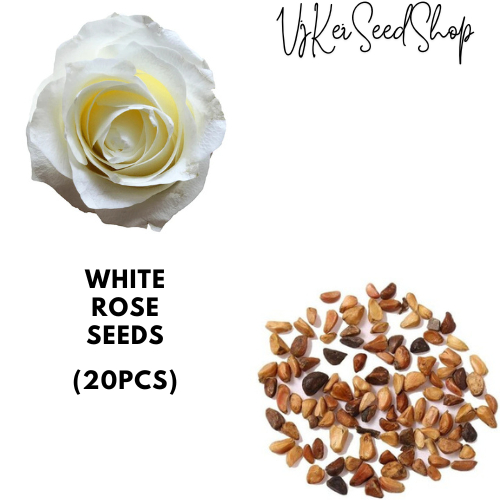 potted plant seeds Seed Pod Plugs