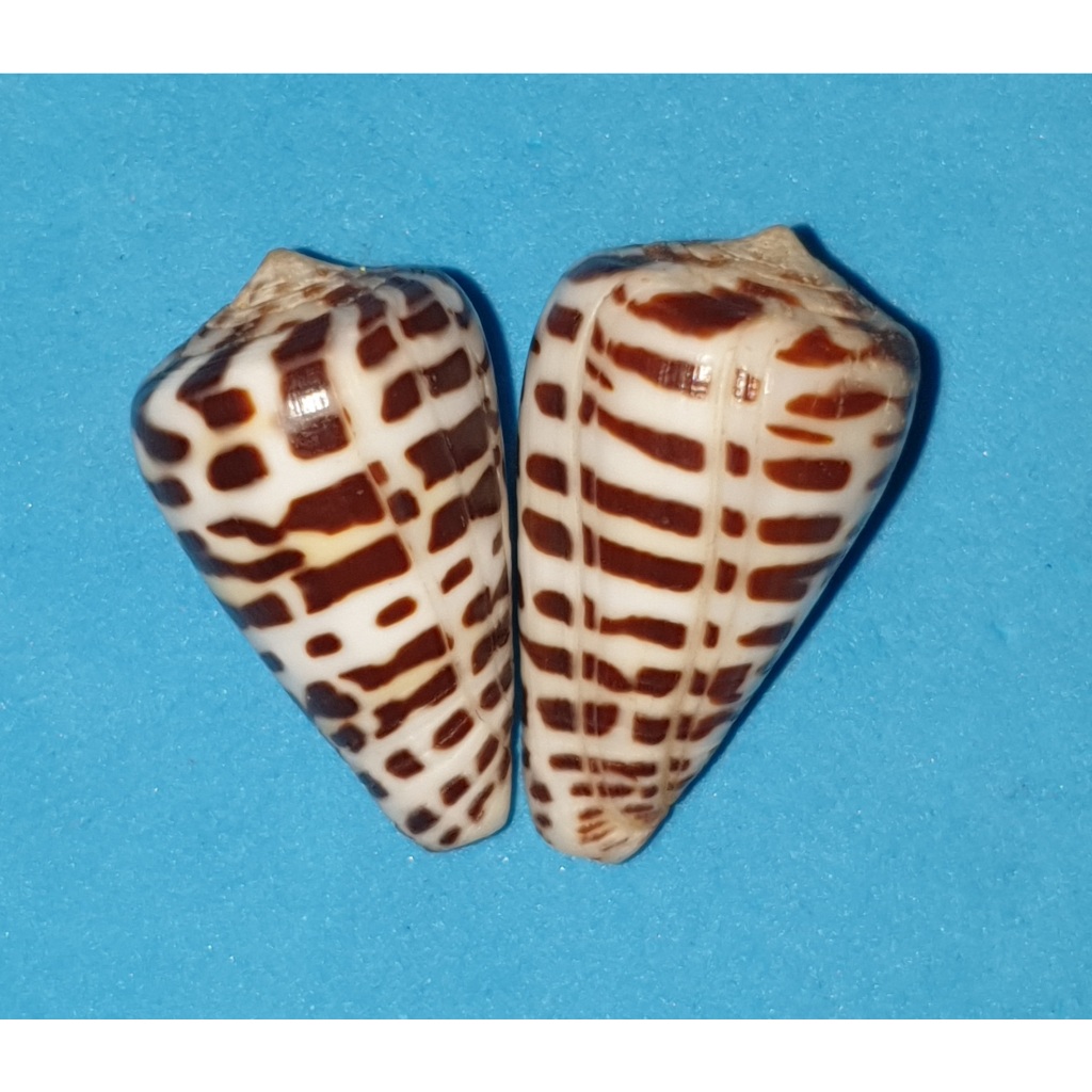 Conus EBURNEUS POLYGLOTTA. 2 Pieces. | Shopee Philippines