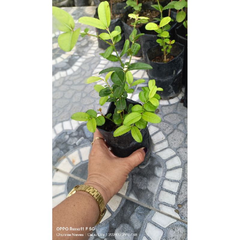 PHILIPPINE CRANBERRY/BENGAL KURANT/CARRISSA CARANDAS SEEDLING/live ...