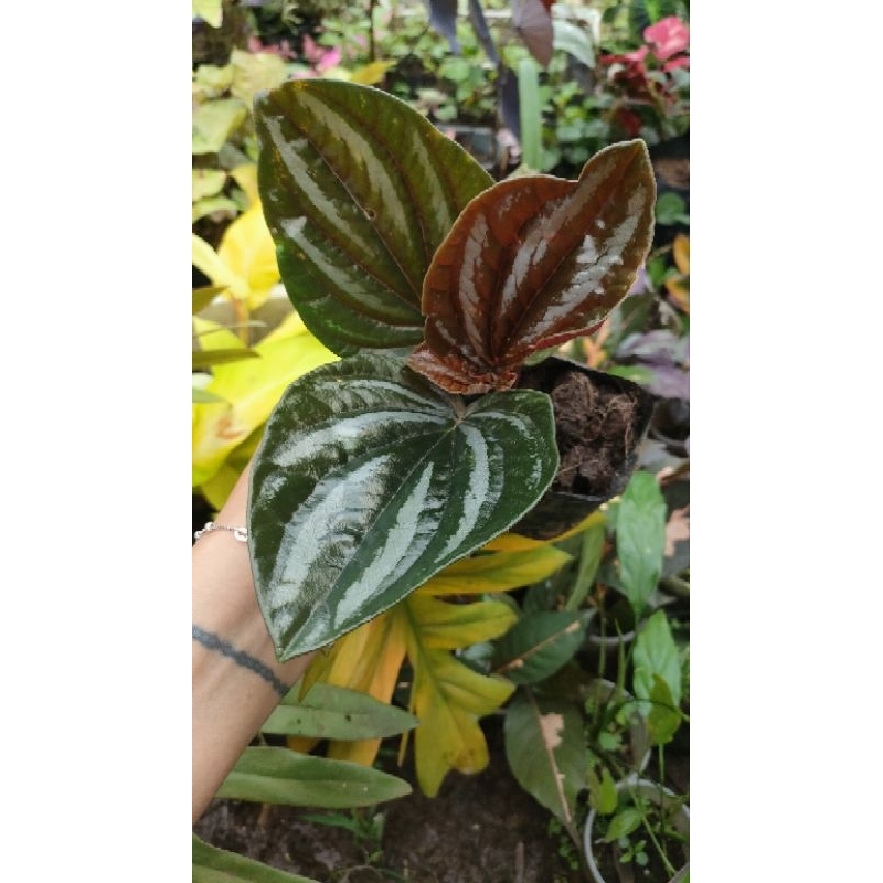 Peperomia Rugosa (live plant) | Shopee Philippines