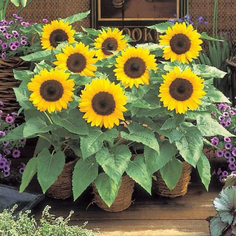 Dwarf Sunflower Seeds for planting (100Seeds) | Shopee Philippines