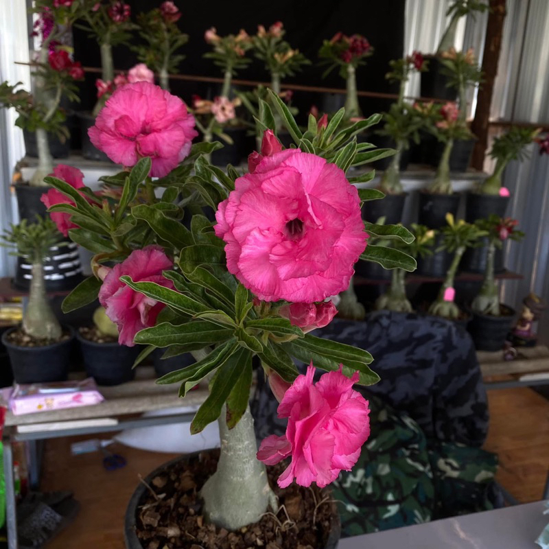 KKE Flower Garden 3PCS MIXED COLORS/VARIETIES ADENIUM TRIPLE PETALS ...