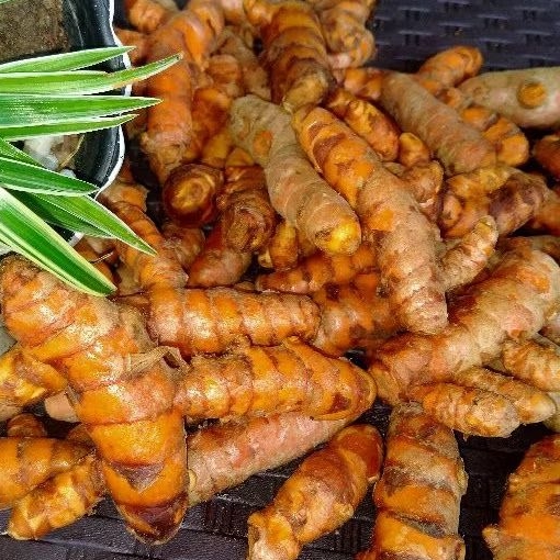Turmeric roots Dilaw kunyit herb & spicesanti inflammatory and ...